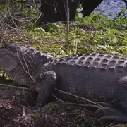 An alligator next to water