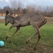 Fawn playing ball