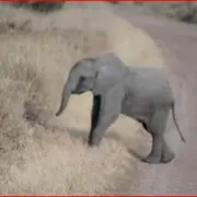 baby elephant