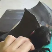 Bat getting his belly scratched