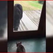 Cat vs Bear