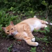 Cat relaxing