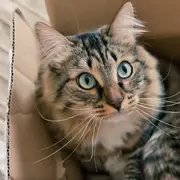 Cat sitting in a box