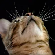 Closeup of cat and whiskers