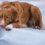 Dog laying in the snow