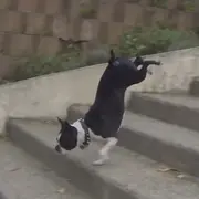 Dog on stairs