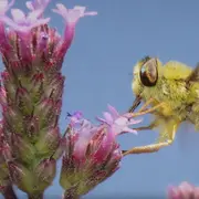 Bee on a flower