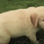 Golden Retriever Puppy