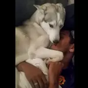 Husky sitting on sleeping man