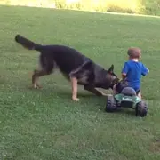 Dog attacking kids big wheel