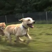 Kumbali and Kago running