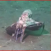 octopus