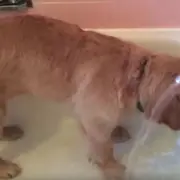 Puppy in the bath