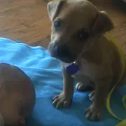 Sleepy puppy watching baby sleep