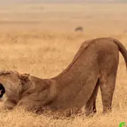 Large Cat Pandiculating