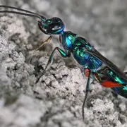 An emerald cockroach wasp or jewel wasp (Ampulex compressa)